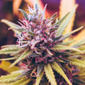 Flower Strains: A Comprehensive Look at Cannabis Dispensaries and Products