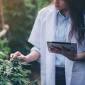 A Comprehensive Look at Phone Orders for Cannabis Dispensaries