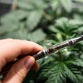 In-Store Pickup: A Convenient Option for Purchasing Cannabis