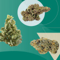 All You Need to Know About Popular Cannabis Strains