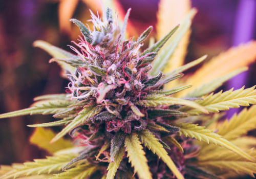 Flower Strains: A Comprehensive Look at Cannabis Dispensaries and Products