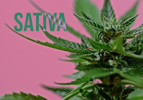 The Effects and Benefits of Cannabis Strains: A Comprehensive Guide to Understanding Sativa Strains