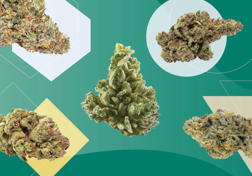 All You Need to Know About Popular Cannabis Strains